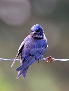 a blue bird sitting on top of a barbed wire