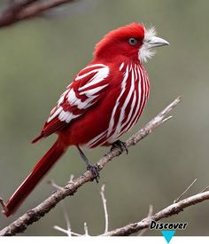 a red and white bird sitting on top of a tree branch