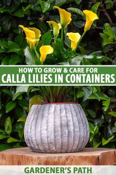 a potted plant sitting on top of a wooden table with text overlay that reads how to grow and care for calla lilies in containers