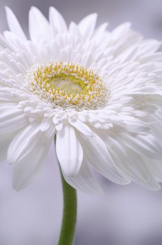 a large white flower with yellow stamens on it's center and petals