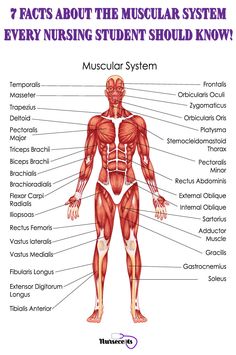 the muscles and their major skeletal systems are labeled in this diagram stock photo - 5497