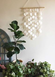 two potted plants sitting next to each other on top of a wooden table in front of a white wall