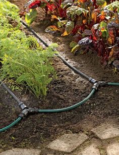 a garden hose connected to plants in the ground