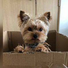 a small dog sitting in a cardboard box