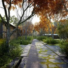 an empty road surrounded by trees in the fall