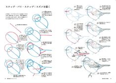 the instructions for how to draw a bird