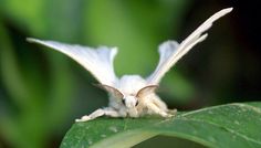 a small white insect sitting on top of a green leaf