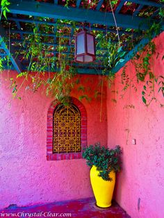 a yellow potted plant next to a pink wall