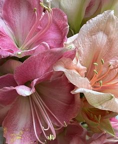 pink and white flowers are in a vase