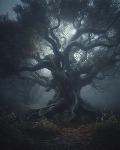 an old tree in the foggy forest