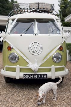 a white and green vw bus parked next to a dog