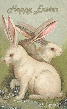 two white rabbits sitting next to each other