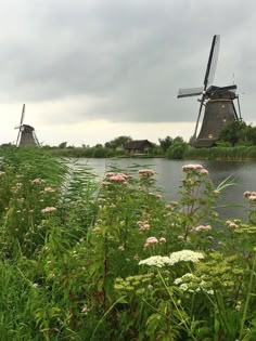 the windmills are in the distance by the water's edge, and there is some pink flowers on the foreground