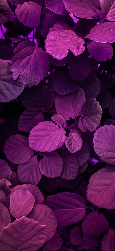 purple leaves are growing on the side of a building