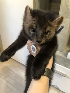 a small furry animal is being held by someone's arm in front of a mirror