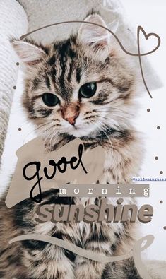 a cat sitting on top of a couch with the words good morning sunshine in front of it