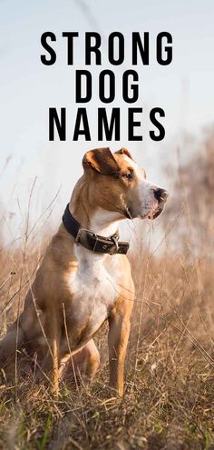 a brown and white dog sitting on top of a grass covered field next to the words strong dog names