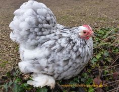 a gray and white chicken sitting on the ground