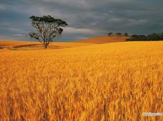 a lone tree stands in the middle of a wheat field