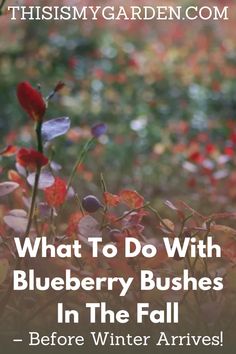 blueberry bush with the words, what to do with blueberry bushes in the fall before winter arrives