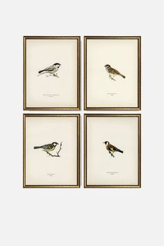 four framed pictures of birds sitting on top of each other