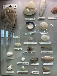 an exhibit case with various shells on display