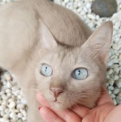 a cat with blue eyes is being held by someone