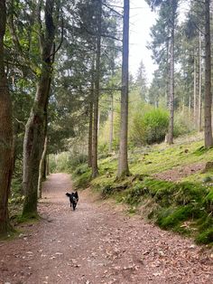 a black dog walking down a dirt path in the middle of a forest with lots of trees