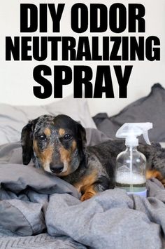 a black and brown dog laying on top of a bed next to a bottle of diy odor neutralizing spray