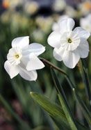 three white flowers with green stems in the foreground