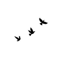 three birds flying in the sky with one black and white photo behind them, while another is silhouetted