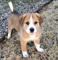 a brown and white puppy standing on top of dry grass