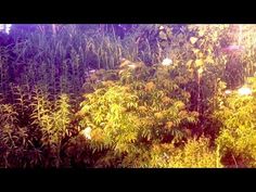 an image of plants in the middle of some trees and bushes with sunlight shining on them