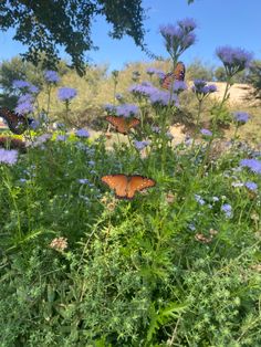 several butterflies are flying around in the wildflowers and blue bonnets on a sunny day