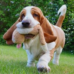 a brown and white dog carrying a stuffed animal in it's mouth on the grass