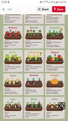 an info sheet showing the different types of vegetables and fruits in each planter's garden