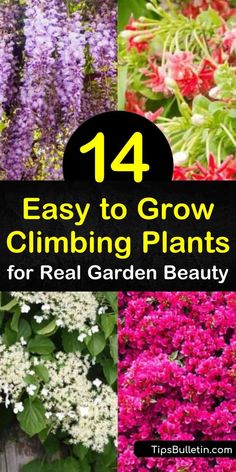 14 Easy to Grow Climbing Plants for Real Garden Beauty Climbing Potted Plants, Garden Vines Trellis Climbing Flowers, Lattice With Vines, Front Of House Climbing Plants, Vines On Lattice, Climbing Full Sun Plants, Vines To Grow On Fence, Flowering Climbing Plants, Vine Plants Outdoor Climbing Full Sun