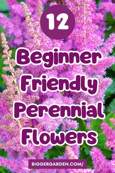 purple flowers with the text 12 beginner friendly perennial flowers