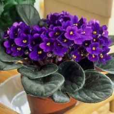 a potted plant with purple flowers in it