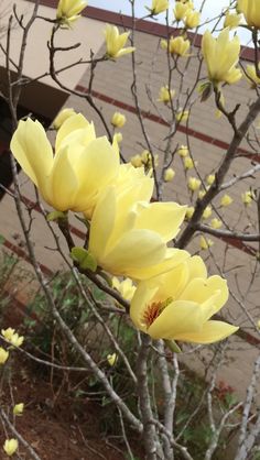 yellow flowers blooming on the branches of a tree in front of a brick building