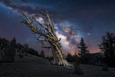 the night sky is filled with stars and clouds above a dead tree in an open field