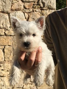 a person holding a small white dog in their hands