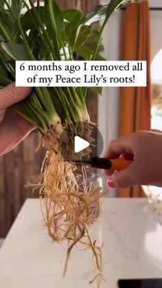 someone is removing the roots from a potted plant