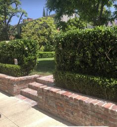 a brick wall and some bushes on the sidewalk