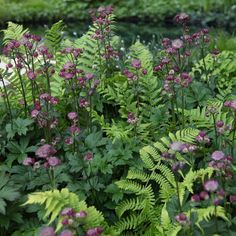 purple flowers and green leaves in a garden