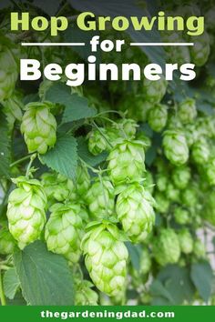 hop growing for beginners with text overlay that reads hop growing for beginners