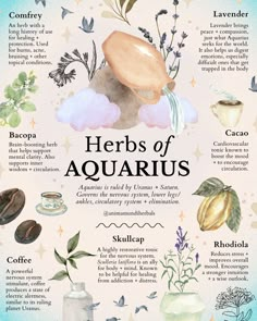 Aura Aquarius, Wicca Aesthetic, Aesthetic Magic, Herbal Education, Leo Sun, Medicinal Herbs Garden, Medical Herbs, Magic Herbs, Magical Herbs