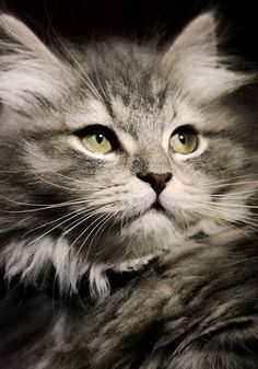 a gray cat with green eyes looking at the camera