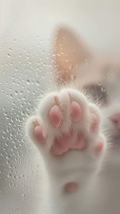 a white cat's paw sticking out from behind a window with water droplets on it