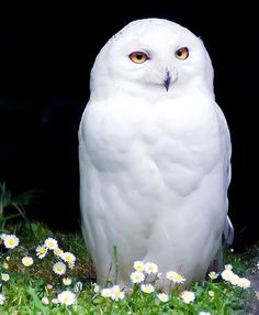 an owl is sitting in the grass with daisies around its neck and yellow eyes